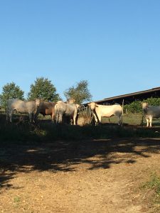 Local Farm | Domaine du Pignoulet, Gascony, France